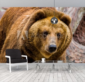 Bild på Brown bear